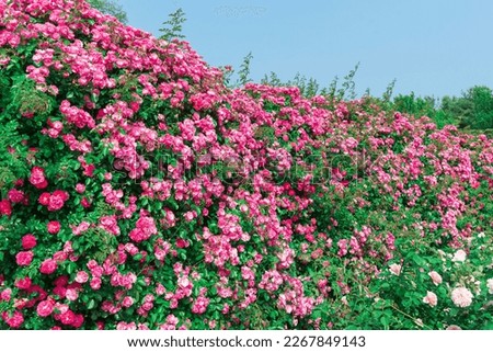 rose flower blooming in roses garden
