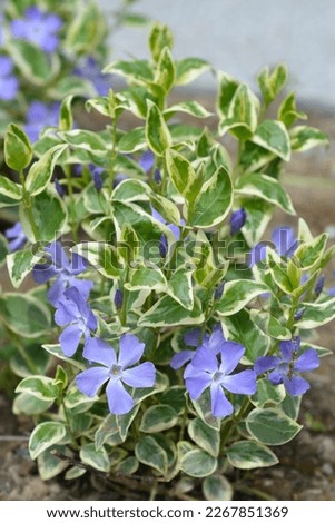 Variegated Greater periwinkle leaves and flowers - Latin name - Vinca major Variegata Royalty-Free Stock Photo #2267851369
