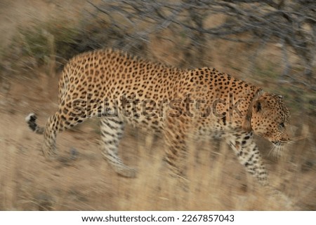 movement picture of a leopard in Namibia's bushland