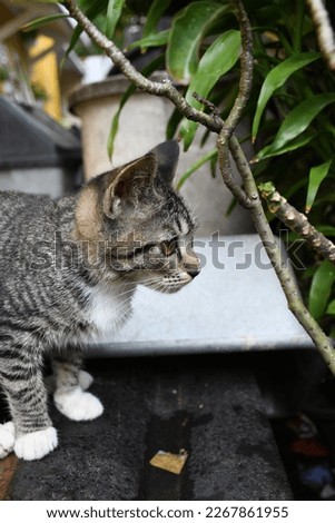 Tabby cat (tabby), sometimes also called tiger cat