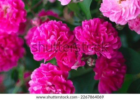 Rose bush. Pink roses in the garden. Red rose bushes in the park. Delicate flowers. A hedge of rose bushes. Natural floral background. Garden flowers at the summer Royalty-Free Stock Photo #2267864069