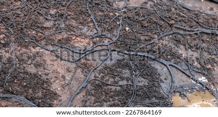 A network of dark strands of fungi called rhizomorphs of Honey Fungus Armillaria mellea on an old rotten tree trunk. Royalty-Free Stock Photo #2267864169
