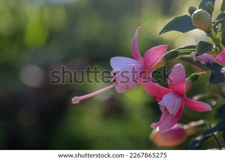 Blooming white pink fuchsia flower macro photography in a summertime. Small garden flower with white and pink petals in a sunlight closeup photo. 