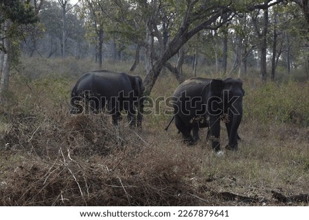 Asian Elephant in Natural Habitat 