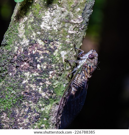 Close up cicada while holding on tree