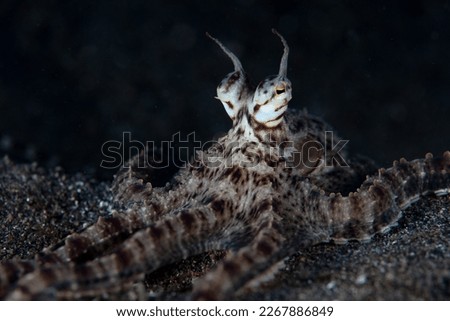 A Mimic octopus, Thaumoctopus mimicus, crawls across the black sand seafloor of Lembeh Strait, Indonesia. This unusual cephalopod species can impersonate a variety of other marine animals. Royalty-Free Stock Photo #2267886849