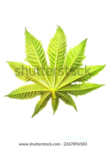 Close up (ricinus communis) light green leaf isolated on white background. 