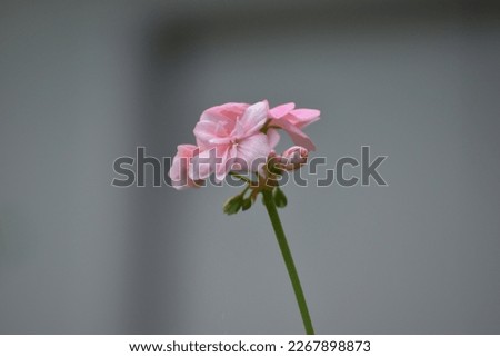 light pink flower potrai picture 