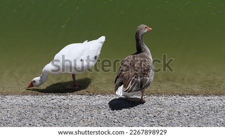 two geese at the edge of a lake