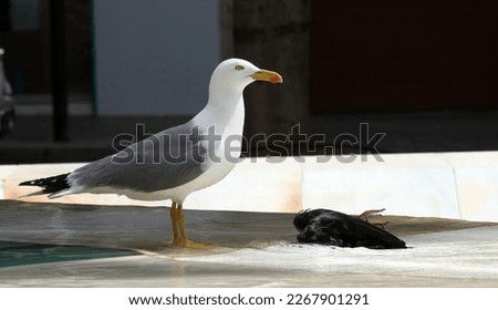 a seagull taking a bath in a fountain and observing a fainted animal next to it