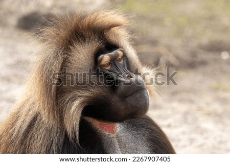 Male gelada (Theropithecus gelada), sometimes called the bleeding-heart monkey or the gelada baboon