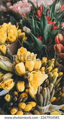 daffodil flowers, tulip flower, white, decorative, garden, color, fresh, organic, natural, green, orange, colorful, yellow, background