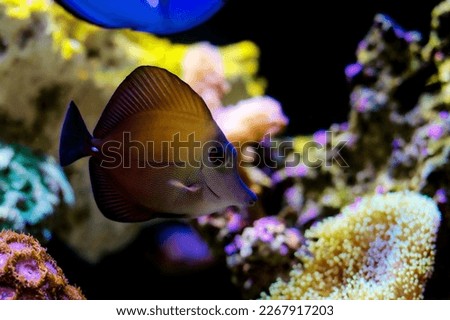 Twotone brown tang fish - Zebrasoma scopas