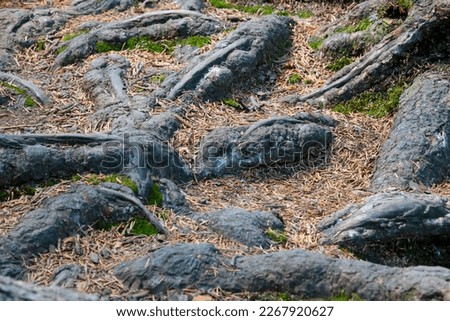 Large tree roots stick out of the ground in a forest or park, selective focus