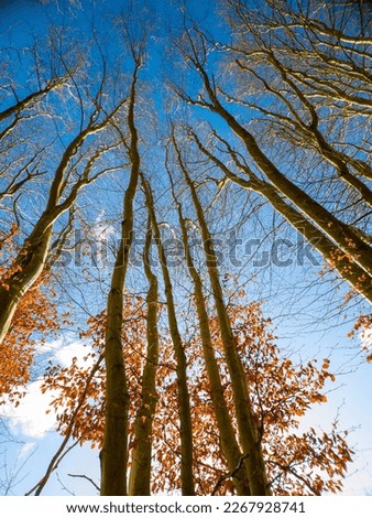 looking at the top of the barren trees, a winter picture of high trees with blue sky background, at the bottom, a few small tree tops are visible with their brown leafs 