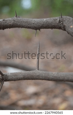 Thorns tree branches nature image wallpaper picture In plant morphology, thorns, spines, and prickles, and in general spinose green tree branches silhouette shots wildlife nature sunlight jungle garde