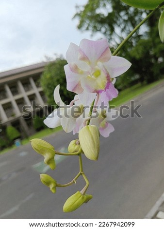 This Photo about plant and flower, this photo is taken in UGM University