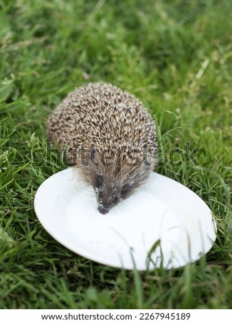 Domestic hedgehog, handmade young hedgehog for a walk