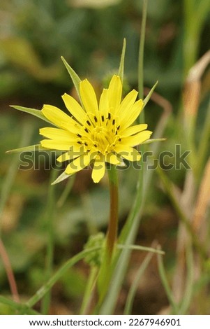 Natural vertical closeup on a single yellow flower of meadow goat's-beard Tragopogon pratensis Royalty-Free Stock Photo #2267946901