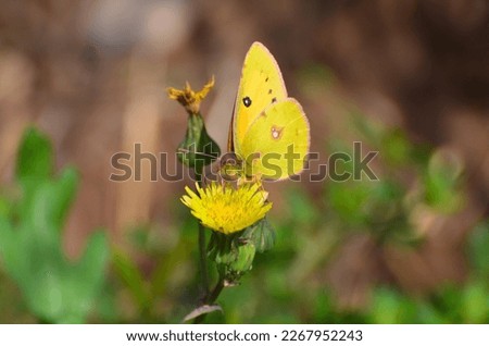 Colorful Nature including Leaves, Buds, Flowers, Butterflies and Moths 
