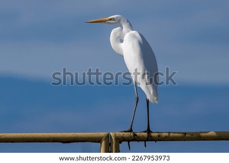 Great Day for a Great Egret (Ardea alba). White plumage of a large water bird with dark blue sky background. Standing on a metal rail in California Royalty-Free Stock Photo #2267953973