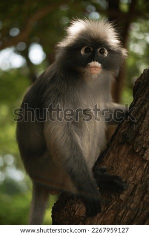 Dusky Leaf Monkey in the forest of Thailand.