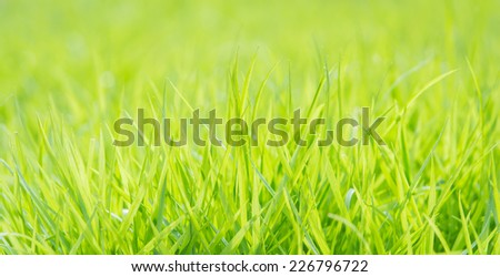 Fresh green grass with water droplet on sunshine for background