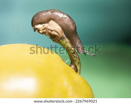 land snail, terrestrial gastropod mollusk crawling over tomatoes