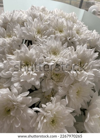 Very aesthetic photo of white flowers