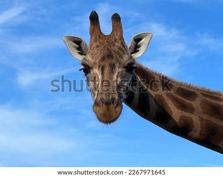 a beautiful giraffe on a blue background looks with an interested look