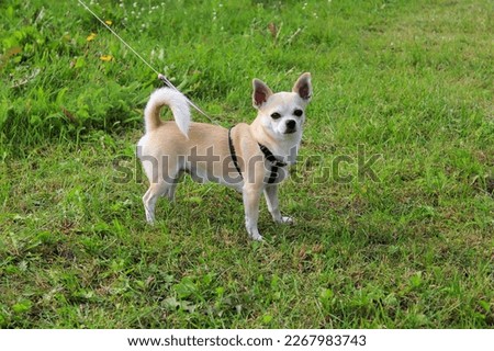 Chihuahua dog on green grass in sunny weather.