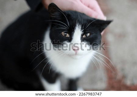Man stroking a black and white cat on the head, close-up Royalty-Free Stock Photo #2267983747