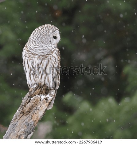 isolated barred owl in winter