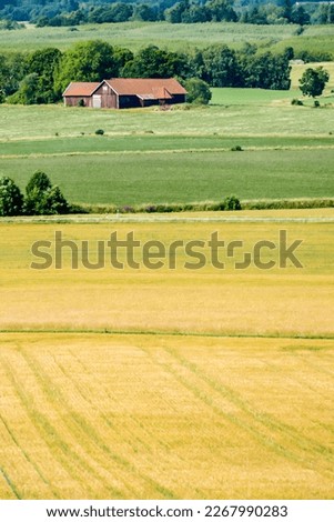 rural landscape with wheat field, beautiful photo digital picture