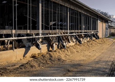 A dairy farm with milk cows eating the feed from inside the barn which is outside in front of the barn, typical Dutch picture, province of Drenthe, the Netherlands