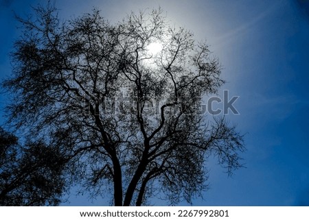 tree in the sky, beautiful photo digital picture