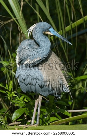 Tricolored Heron, Egretta tricolor. in breeding plumage showcasing the white head feathers, silky buff plumes on its back, and blue face patch and beak. Photographed in Fort Desoto Park, Florida.  Royalty-Free Stock Photo #2268000001