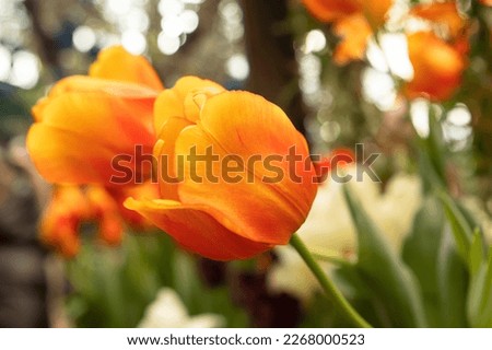 Orange tulips flowers in the garden