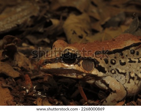 Photographs of some reptiles, frogs, lizards, tadpoles, lizards and birds taken during an expedition in the region of Minas Gerais, Brazil