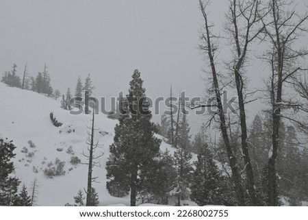 winter mountains in a snowy storm