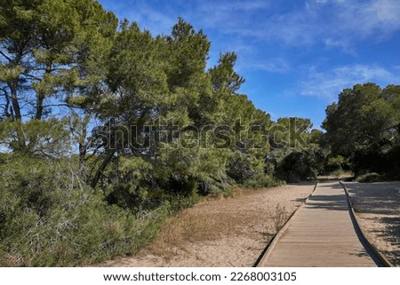 Nature park with coniferous trees and path, blue sky