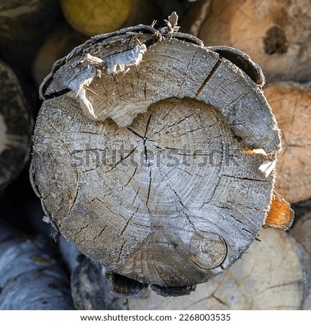 round cut of an old tree