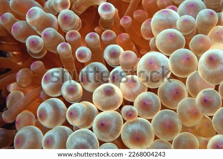 Coral reef scene - sea anemone close up.