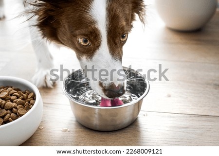 Dog border collie drink clear flat water from steel bowl. Detail drinking water. Royalty-Free Stock Photo #2268009121