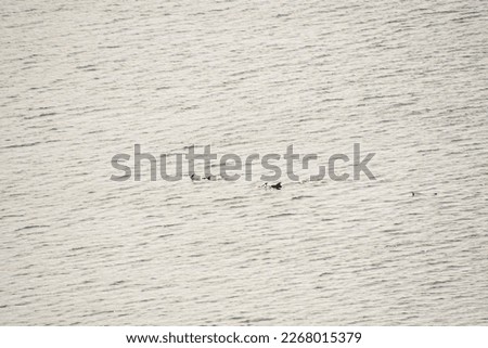 wooden background, photo as a background, digital image