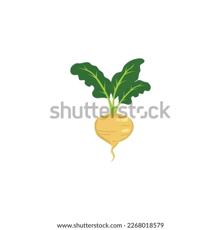 Turnip or white turnip. Ripe turnip with green leaves. Vector illustration isolated on white background. For template label, packing, web, menu, logo, textile, icon Royalty-Free Stock Photo #2268018579