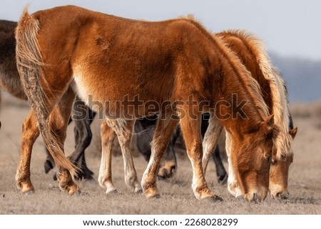 Wild horses captured in Letea Forest, the oldest natural reservation in Romania established in 1938 and locate in Danube Delta Biosphere Reserve