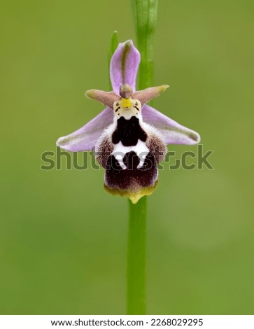 Photos of wildflowers, various bee orchids.