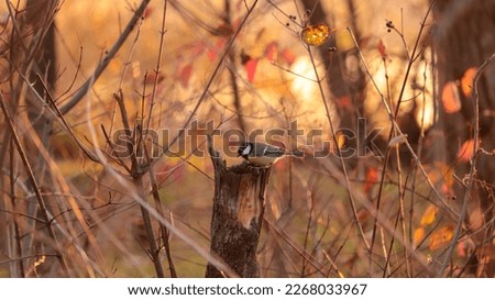 Bird sitting on a stump