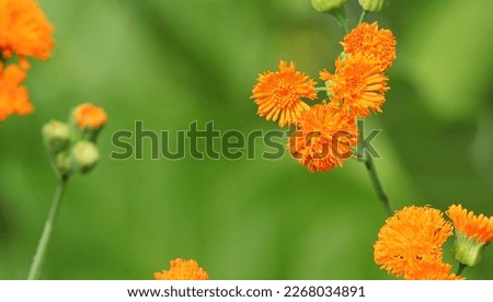 Bright orange flowers of Irish poet plant. (Emilia javanica). Blurred background with green bokeh Royalty-Free Stock Photo #2268034891